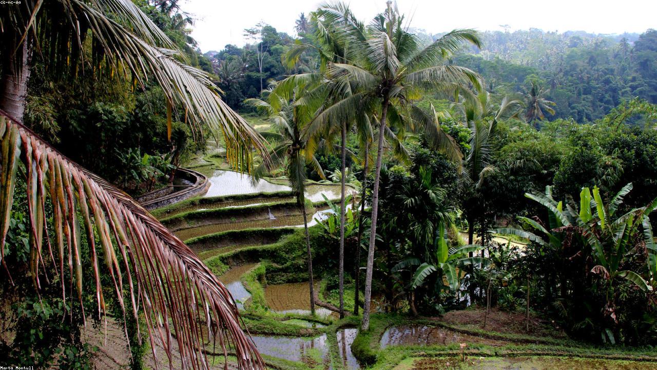 Terraced rice paddies and palms in central Bali.