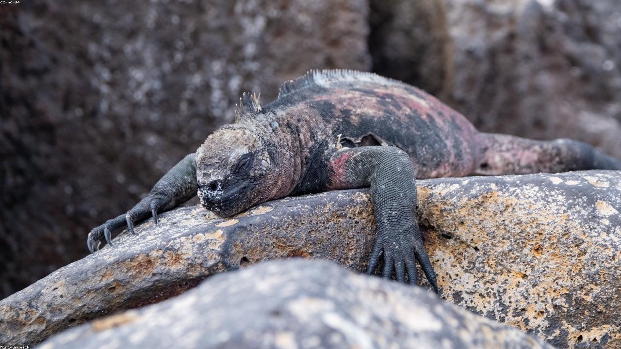 Marine iguanas sun themselves on volcanic rock in the Galápagos.