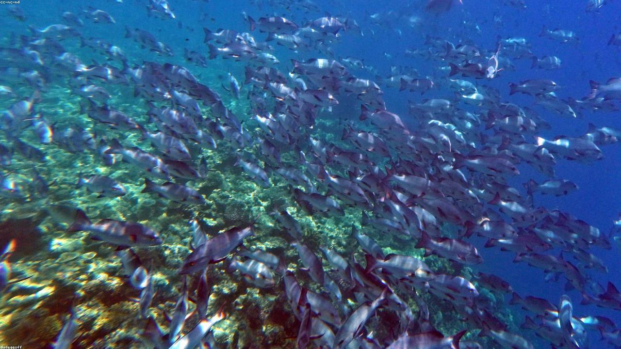 Coral and reef fish in turquoise water over the Great Barrier Reef.