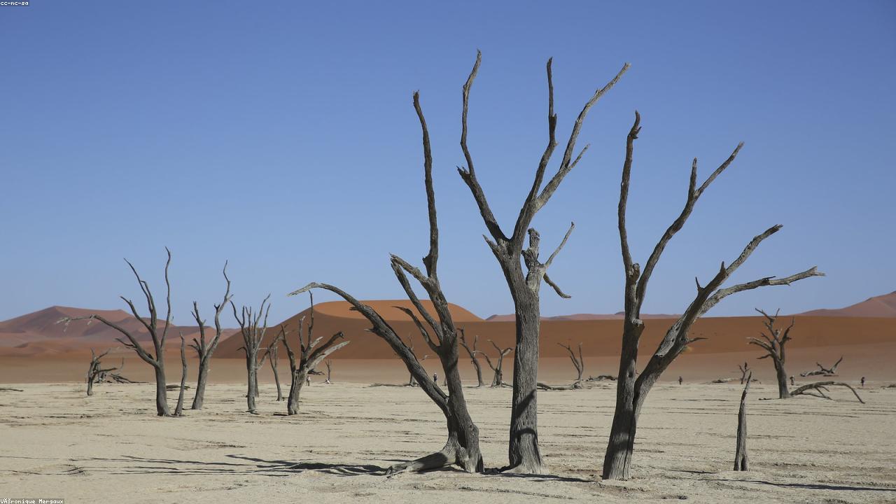 Black skeleton trees stand against the rust-orange dunes of Dead Vlei.